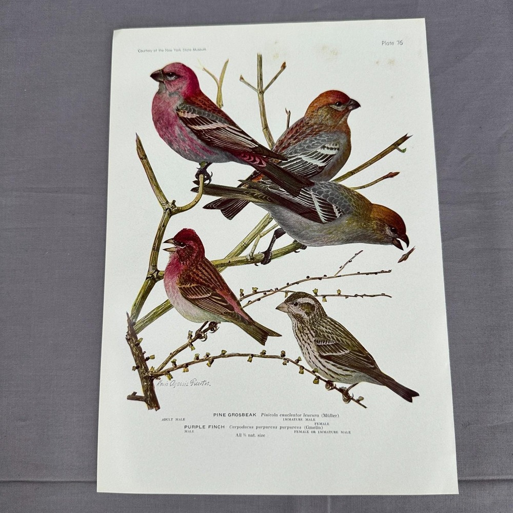 Louis Fuertes Pine Grosbeak Purple Finch 1936 Vintage Bird Book Plate Wall Art